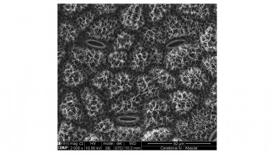 Elektronenmikroskopische Aufnahme der Struktur der Blattoberfläche des Johannesbrotbaums