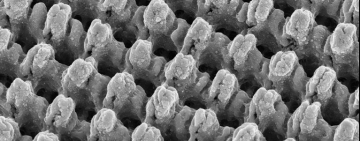 Laser-functionalized surfaces