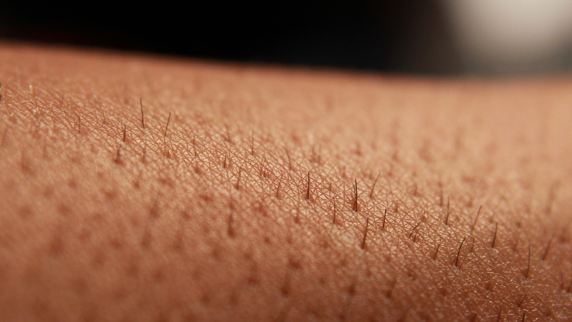 Organ-on-chip