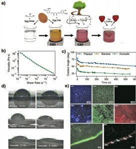 Herstellung und Charakterisierung einer Poly(albumin)-Nanokomposit Beschichtung, mit nanokristallinen Zellulose-Fasern verstärkt