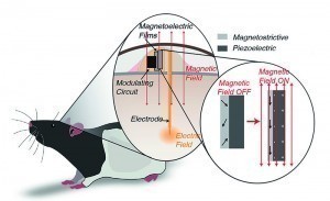 Abb. 2: Um die Funktionsfähigkeit der magnetoelektrisch betriebenen Miniaturtechnologie zur Nervenstimulation zu demonstrieren, entwickelten die Neuroingenieure der Rice University winzige Geräte, die unter der Haut von Nagetieren angebracht wurden, die sich frei in ihren Gehegen bewegen konnten. Die Nagetiere zogen es vor, sich in Teilen der Gehege aufzuhalten, in denen ein Magnetfeld den Stimulator aktivierte und eine kleine Spannung an das Belohnungszentrum ihres Gehirns lieferte