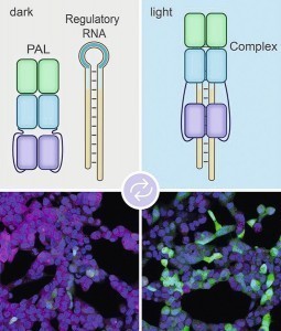 Bei Beleuchtung (rechts) bindet das PAL-Molekül an das Aptamer (blaue Schleife links oben). Das Label aus regulatorischer RNA kann daher nicht mehr an die mRNA binden. So wird diese nicht abgebaut 
