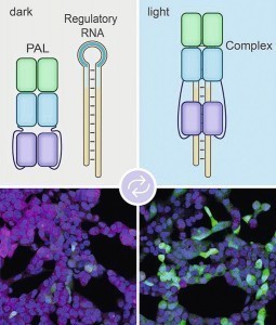 Bei Beleuchtung (rechts) bindet das PAL-Molekül an das Aptamer (blaue Schleife links oben). Das Label aus regulatorischer  RNA kann daher nicht mehr an die mRNA binden. So wird diese  nicht abgebaut 