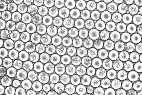 Emulsionströpfchen von einem scifi-RNA-seq Experiment, die mit einem Vielfachen an Zellen beladen wurden (Foto: Paul Datlinger, CeMM)