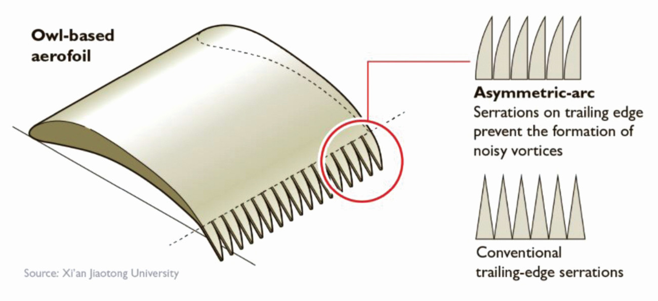 Abb. 5: Lärmarme Tragfläche auf der Basis eines Eulenflügels   (mit freundlicher Genehmigung der Xi‘an Jiaotong Universität)