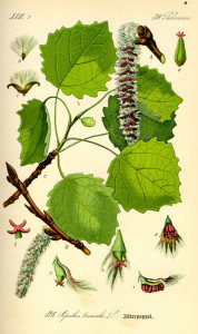 Abb. 1: Populus tremula – die Zitterpappel; historische Illustration aus einem floristischen Lexikon von 1885 [3]