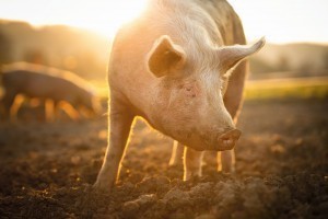 Abb. 6: Musks Neuralink – Demo zunächst mit Schwein (Bild ©lightpoet - stock.adobe.com)