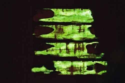 Grünes Licht: Der Hallimasch-Pilz durchdringt Holz und bringt es durch Biolumineszenz zum Leuchten.
