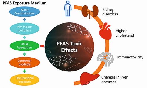 Fig. 2: Major health effects of PFAS