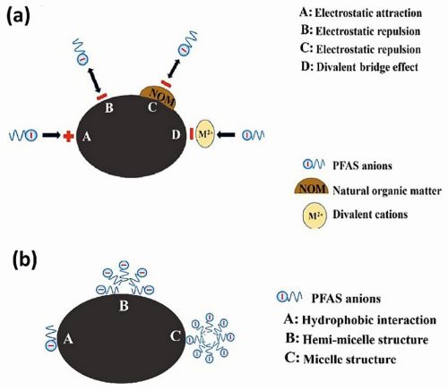 Fig. 5: (a) Divalent bridge effect, electrostatic attraction, and repulsion in PFAS adsorption, (b) Adsorption of PFAS through hydrophobic interactions
