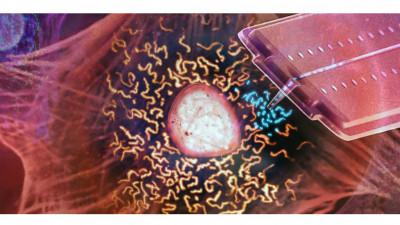 Organtransplantion Zellebene: Mit einer Nanospritze saugen Forschende Mitochondrien (blau) aus einer lebenden Zelle auf, um die Organellen in eine andere zu übertragen (Grafik: Sean Kilian)