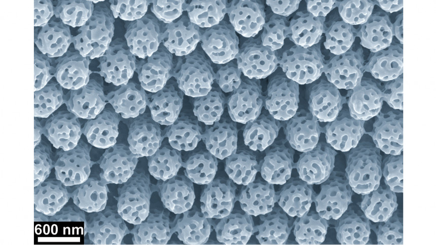 Das rasterelektronenmikroskopische Bild zeigt die topographisch strukturierte Kontaktfläche eines Stempels (Copyright: Martin Steinhart)