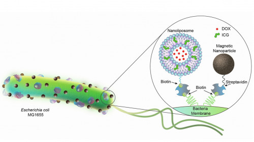 Abb. 1: Bakterien basierte, biohybride Mikroroboter sind mit Nanoliposomen (200 nm) und magnetischen Nanopartikeln (100 nm) ausgestattet. Die Nanoliposome sind mit dem Chemotherapeutikum DOX und dem photothermischen Wirkstoff ICG beladen. Beide Komponenten sind über Biotin-Streptavidin-Verbindungen an die E. coli-Bakterien (2 bis 3 µm lang) angebunden. Akolpoglu et al., Sci. Adv. 8, eabo6163 (2022)