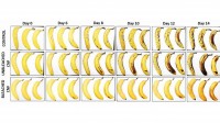 Gelb ist das neue Braun: Die untere Reihe der 10-Tage-alten Bananen ist von einer Cellulose-Schutzschicht umhüllt