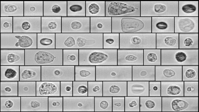 Repräsentative mikroskopische Aufnahmen von verschiedenen Zellen, die mit RAPID gewonnen wurden