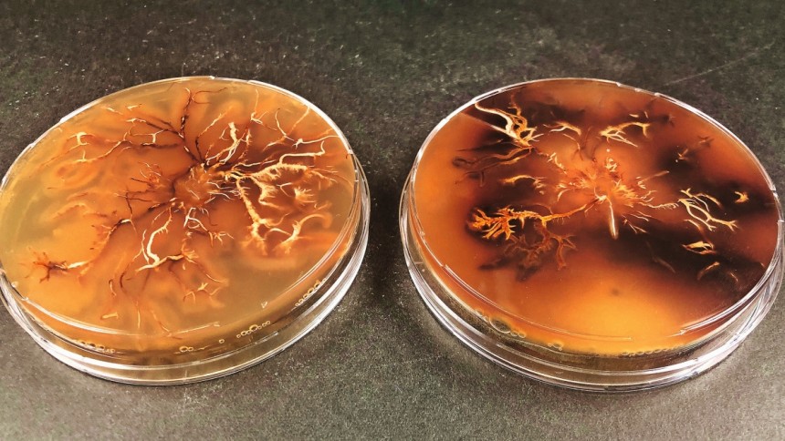 Zorn in der Petrischale: Pilzkultur von Armillaria cepistipes. Dunkle Areale enthalten besonders viel Melanin. 