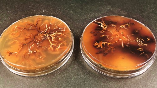 Zorn in der Petrischale: Pilzkultur von Armillaria cepistipes. Dunkle Areale enthalten besonders viel Melanin. 