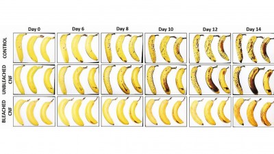 Gelb ist das neue Braun: Die untere Reihe der 10-Tage-alten Bananen ist von einer Cellulose-Schutzschicht umhüllt