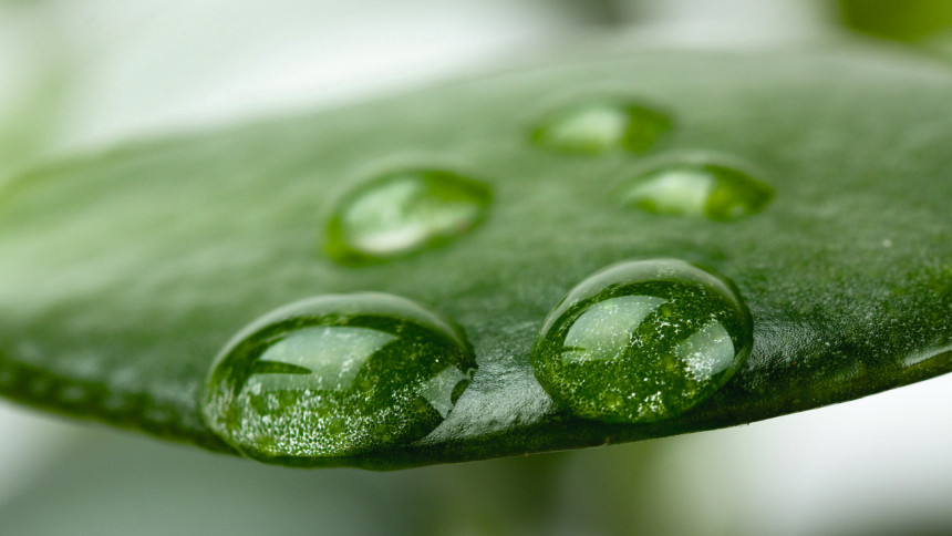 Beim Lotuseffekt hat die Oberfläche des Blattes hydrophobe  Eigenschaften. Das Wasser perlt einfach ab. Dieser Effekt kann  auch mithilfe von Lasern erzielt werden