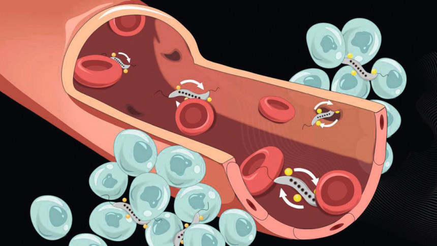 Magnetische Bakterien (grau) können die Blutgefässwand durch enge Zellzwischenräume verlassen und in Tumore eindringen