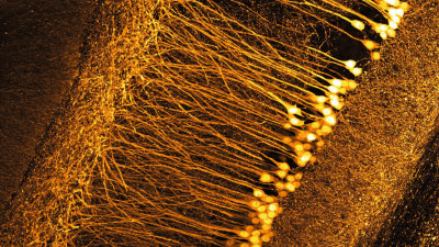 Das Schmidt-Objektiv ermöglicht detaillierte Aufnahmen von Nervenzellen im Gehirn einer Maus 