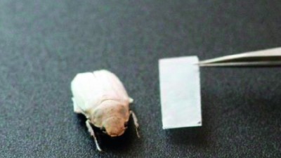 Nach dem Vorbild des weißen Käfers Cyphochilus insulanus erzeugt ein nanostrukturierter Polymerfilm eine strahlend weiße Beschichtung