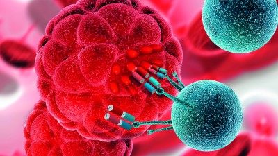 Bispezifische Antikörper können eine Verbindung zwischen Tumor- (rot) und Immunzellen (blau) herstellen. Dieser Ansatz könnte sich auch auf die Erkennung und Zerstörung von Corona-Viren übertragen lassen