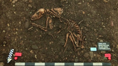 Abb. 1: Begrabener Hund, in Marthalen gefunden [2]